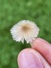 Porotheleaceae