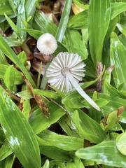Porotheleaceae