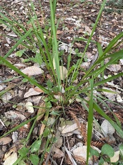 Anthoxanthum occidentale