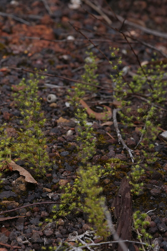 Drosera marchantii (Drosera marchantii)