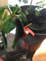 Lepidoptera