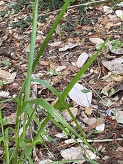 Anthoxanthum occidentale