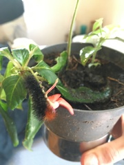 Lepidoptera