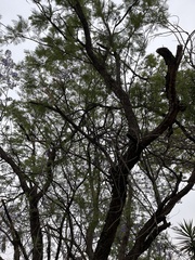 Senegalia caffra