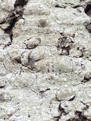 Lecanora caesiorubella