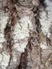 Lecanora caesiorubella