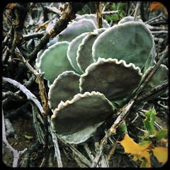 Cotyledon orbiculata orbiculata