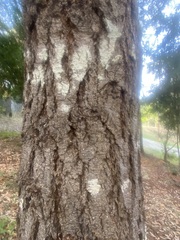 Lecanora caesiorubella