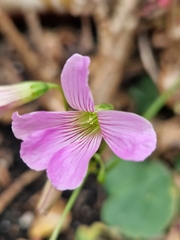 Oxalis articulata