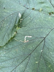 Agromyzidae