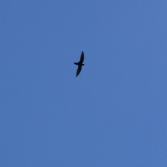 Streptoprocne zonaris