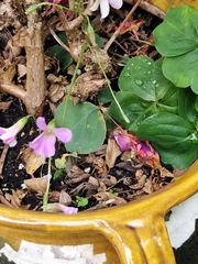 Oxalis articulata