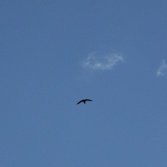 Streptoprocne zonaris