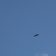 Streptoprocne zonaris