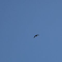 Streptoprocne zonaris