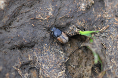 Colobopterus erraticus