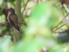 Anthocephala berlepschi