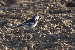 Motacilla alba yarrellii