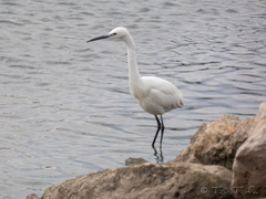 Egretta garzetta