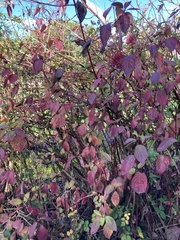 Cornus sanguinea