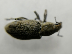 Tanymecus palliatus