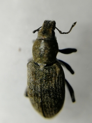Tanymecus palliatus