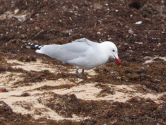 Ichthyaetus audouinii