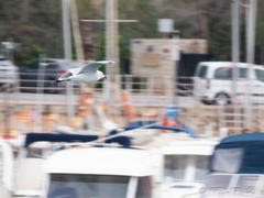 Ichthyaetus audouinii