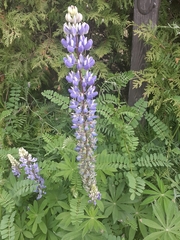 Lupinus polyphyllus