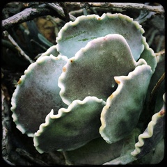 Cotyledon orbiculata orbiculata