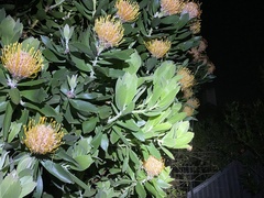 Leucospermum × hybridum