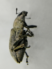 Tanymecus palliatus