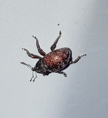 Chalcodermus collaris