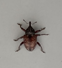 Chalcodermus collaris