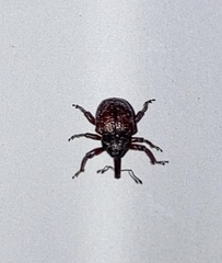 Chalcodermus collaris