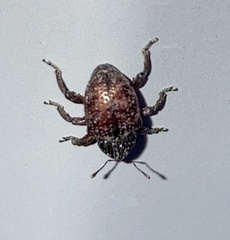 Chalcodermus collaris