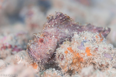 Taenianotus triacanthus