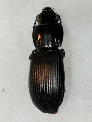 Pterostichus melanarius
