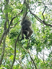 Alouatta caraya