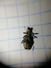 Tanymecus palliatus