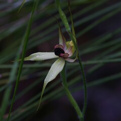 Caladenia macrostylis
