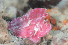 Taenianotus triacanthus