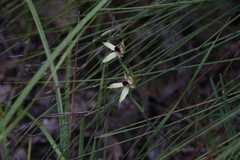 Caladenia macrostylis