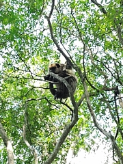 Alouatta caraya