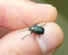 Cryptocephalus cyanipes