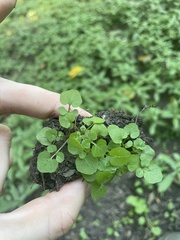 Cardamine pensylvanica