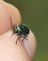 Cryptocephalus cyanipes