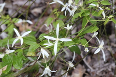 Clematis pubescens