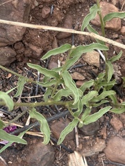 Ipomoea robertsiana
