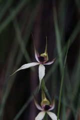 Caladenia macrostylis